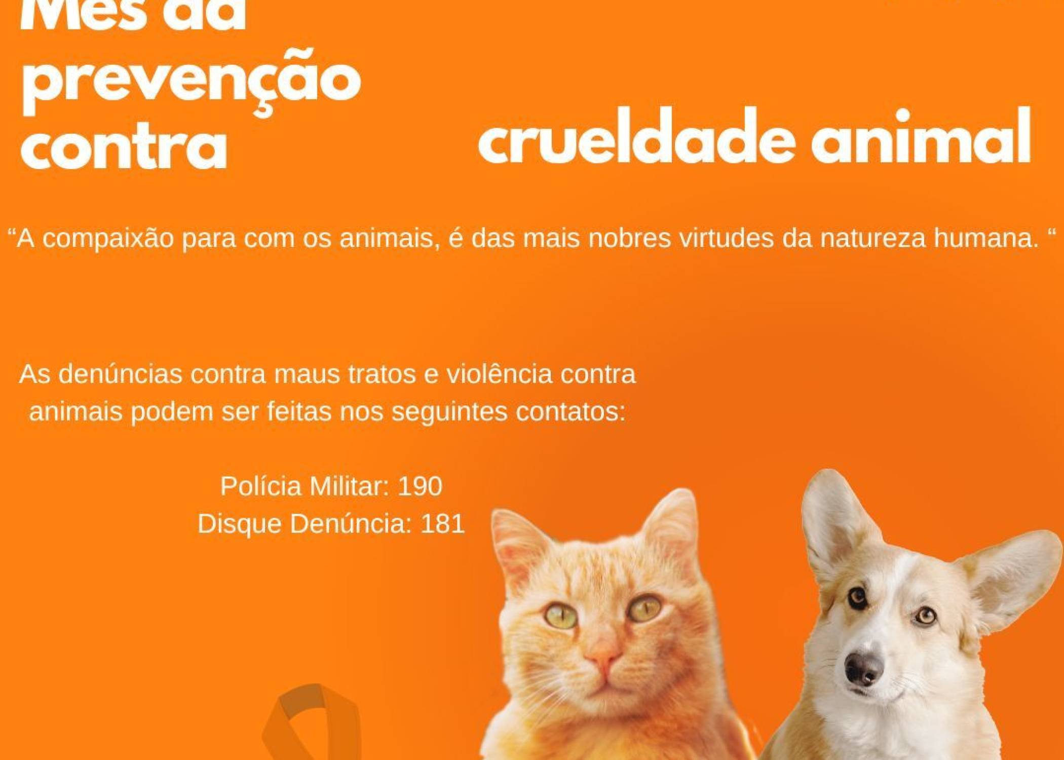 Abril Laranja: mês de prevenção contra a crueldade animal